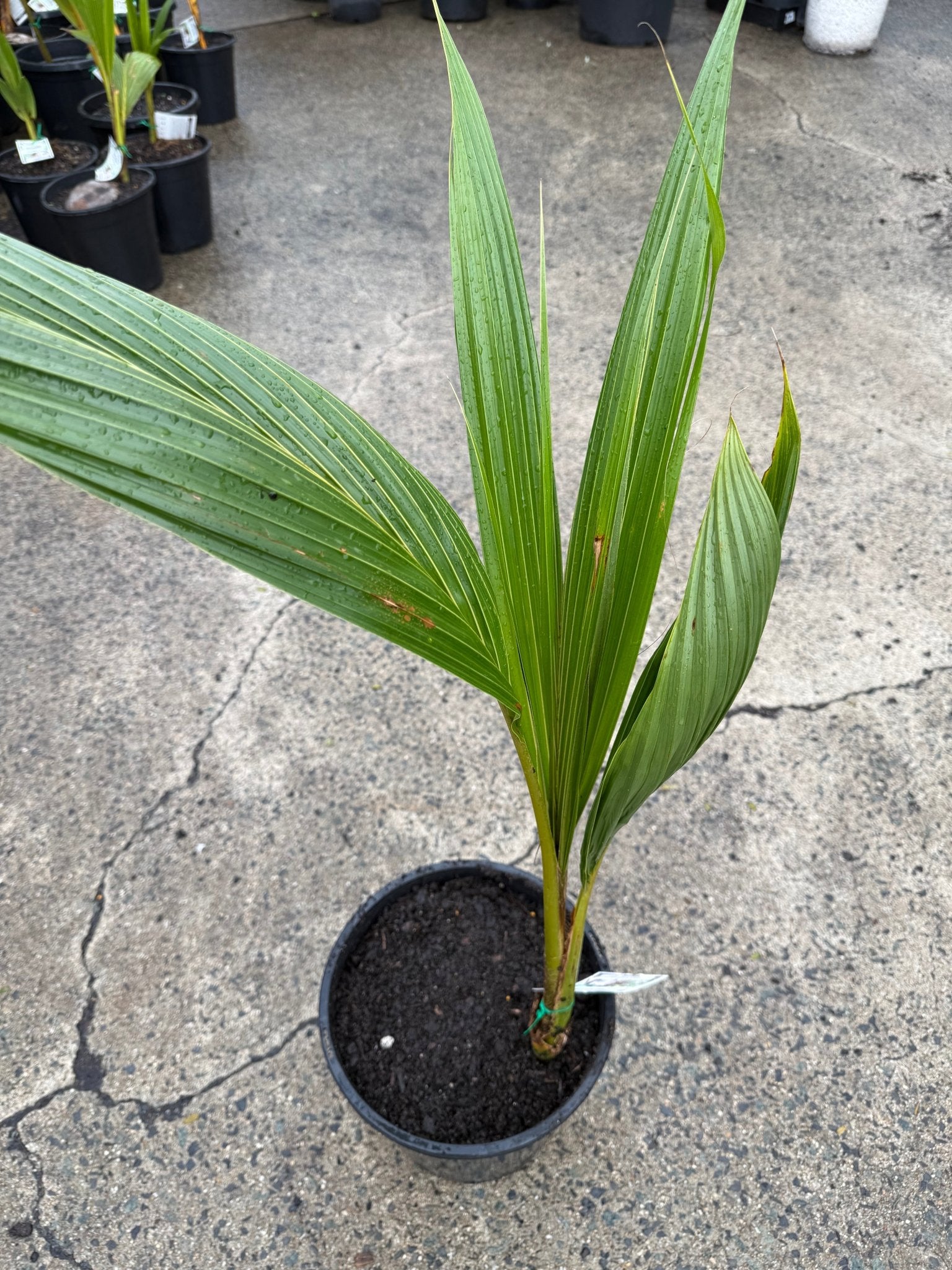 Dwarf Malay Coconut 'Green' - Ladybird Nursery