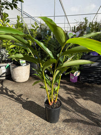 Native Ginger (Alpinia caerulea)