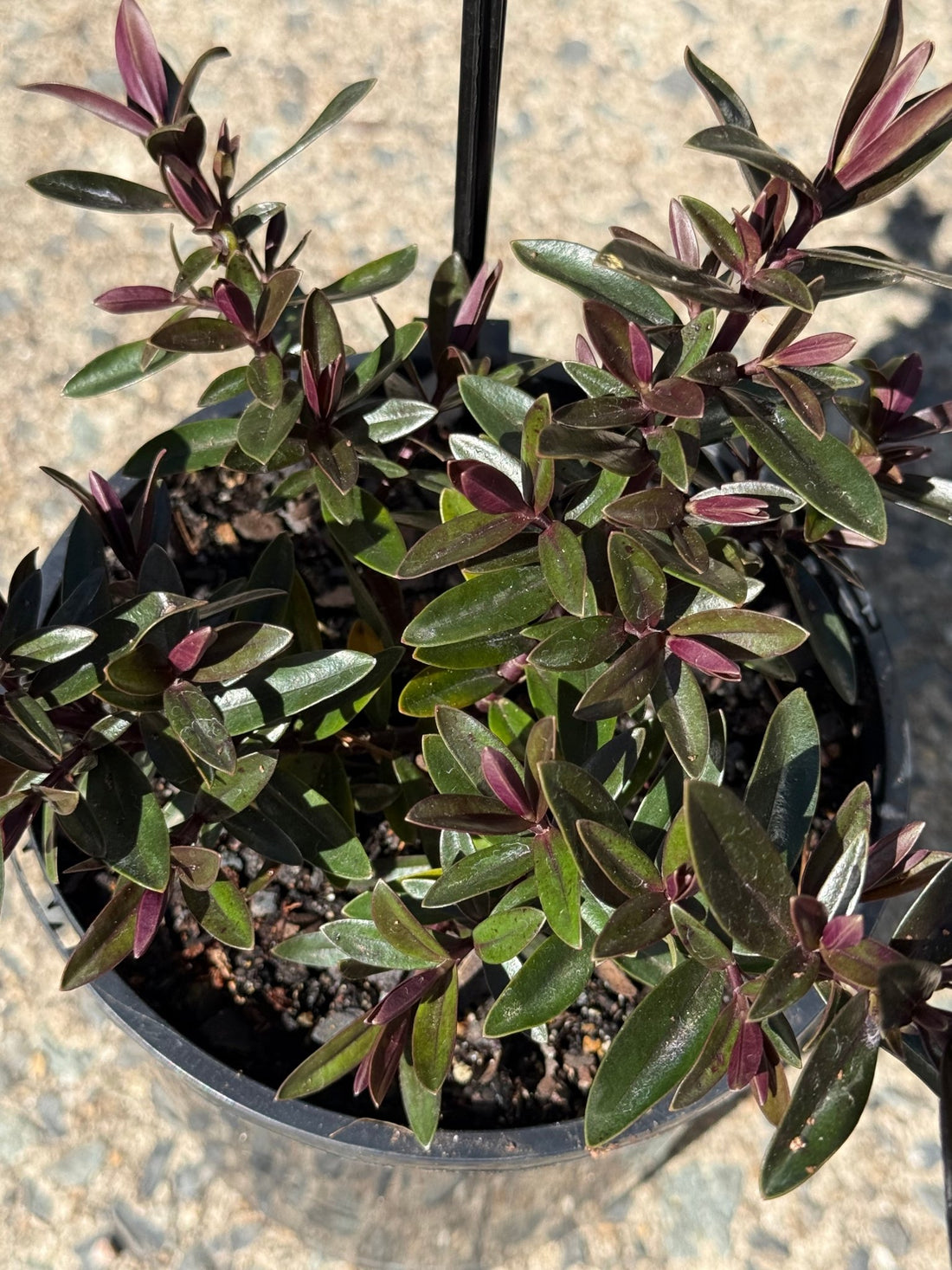 Hebe Chocolate Box 'Candy Cream' - Ladybird Nursery