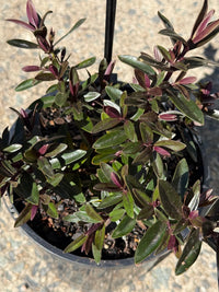 Hebe Chocolate Box 'Candy Cream' - Ladybird Nursery