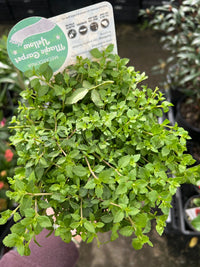 Mecardonia 'Magic Carpet Yellow' - Ladybird Nursery