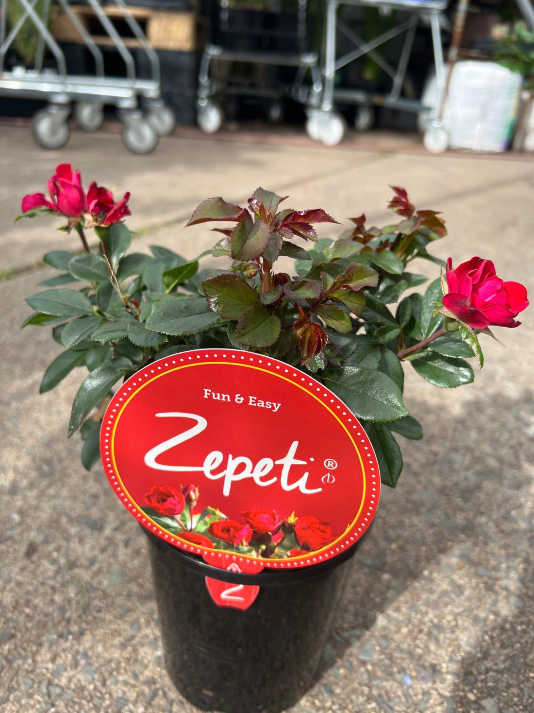 Rose ‘Zepeti’ - Ladybird Nursery