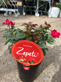 Rose ‘Zepeti’ - Ladybird Nursery