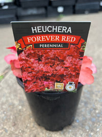 Heuchera 'Forever Red' - Ladybird Nursery