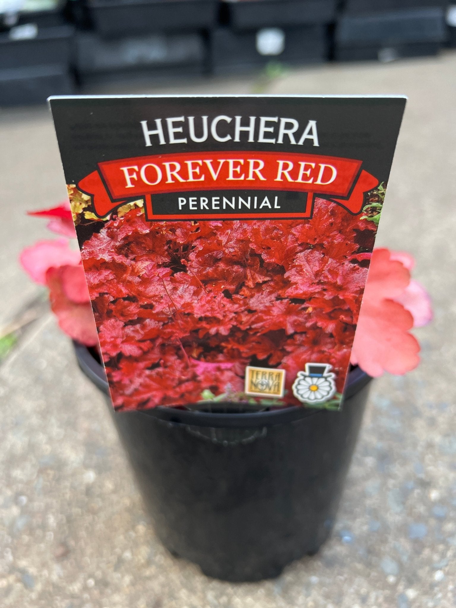 Heuchera 'Forever Red' - Ladybird Nursery