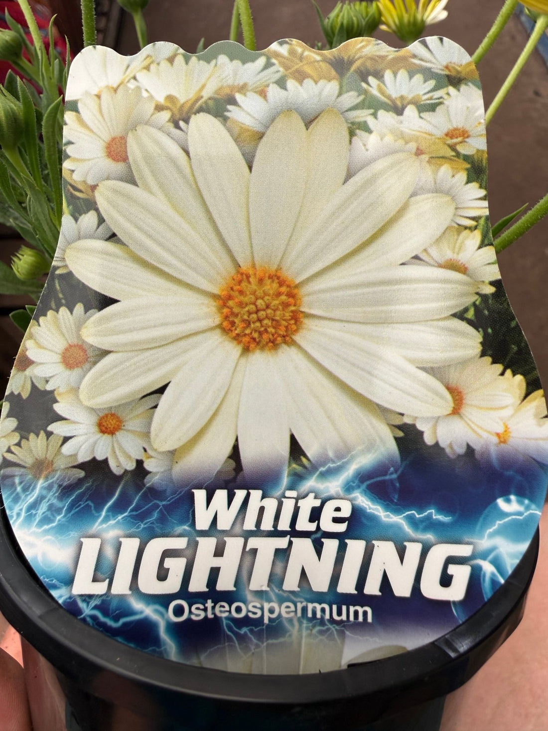 African Daisy 'White Lighting' (Osteospermum) - Ladybird Nursery