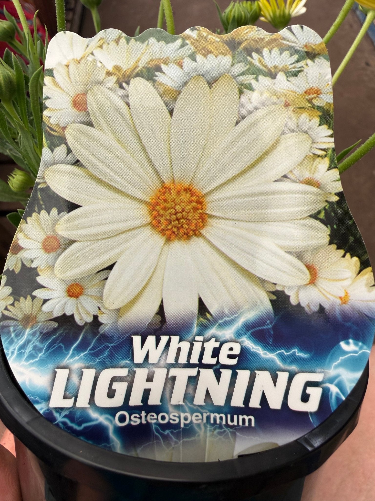 African Daisy 'White Lighting' (Osteospermum) - Ladybird Nursery