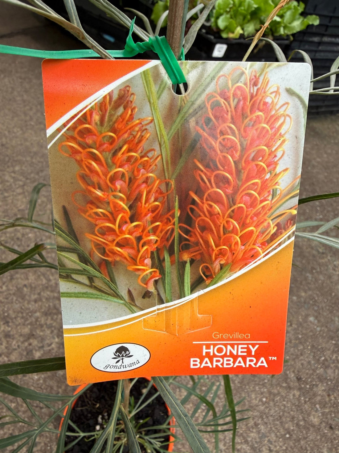 Grevillea ‘Honey Barbara’ - Ladybird Nursery
