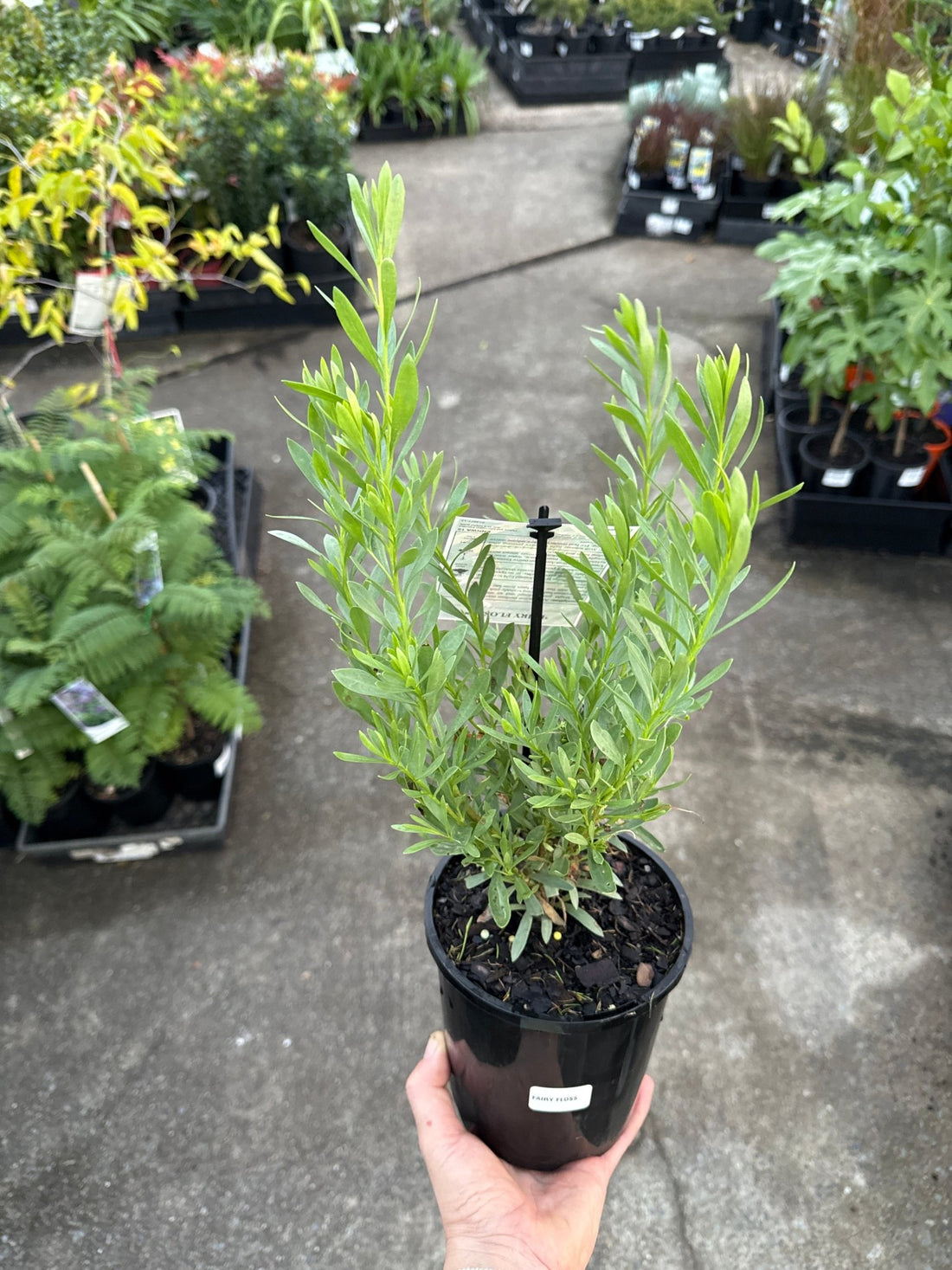 Emu Bush 'Fairy Floss' (Eremophila) - Ladybird Nursery