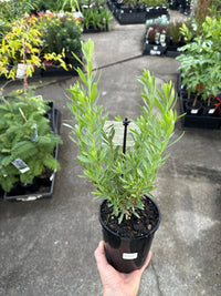 Emu Bush 'Fairy Floss' (Eremophila) - Ladybird Nursery