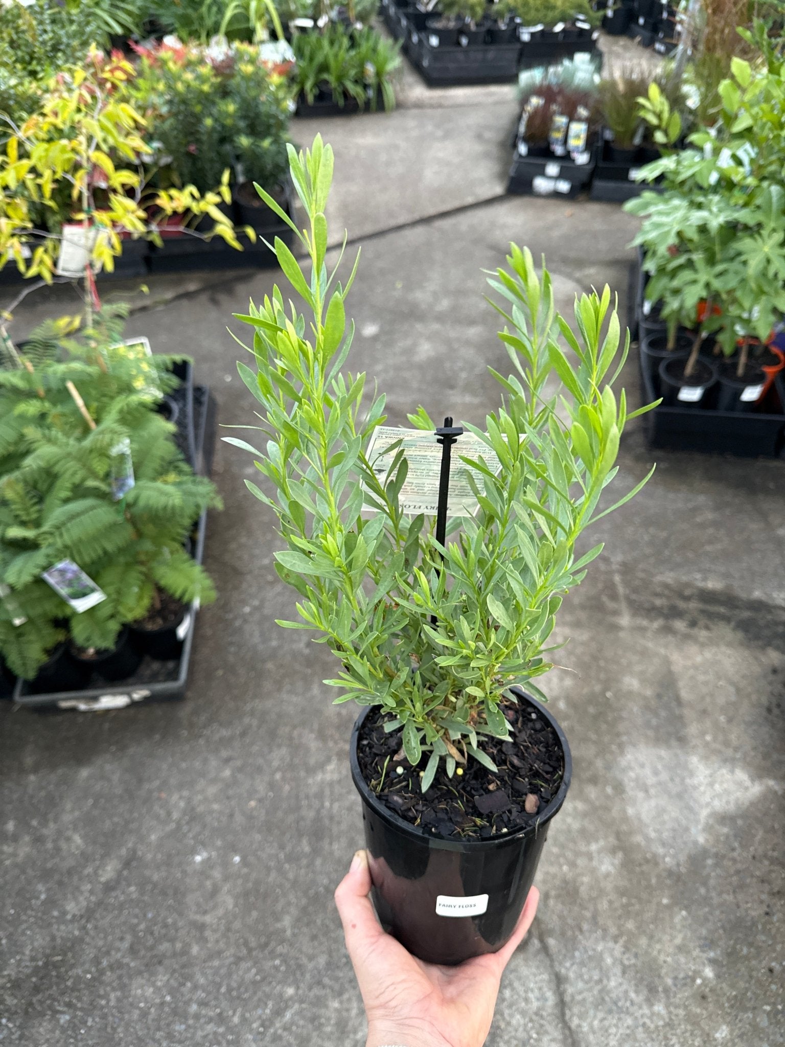 Emu Bush 'Fairy Floss' (Eremophila) - Ladybird Nursery