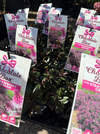 Hebe Chocolate Box 'Strawberry Cream' - Ladybird Nursery
