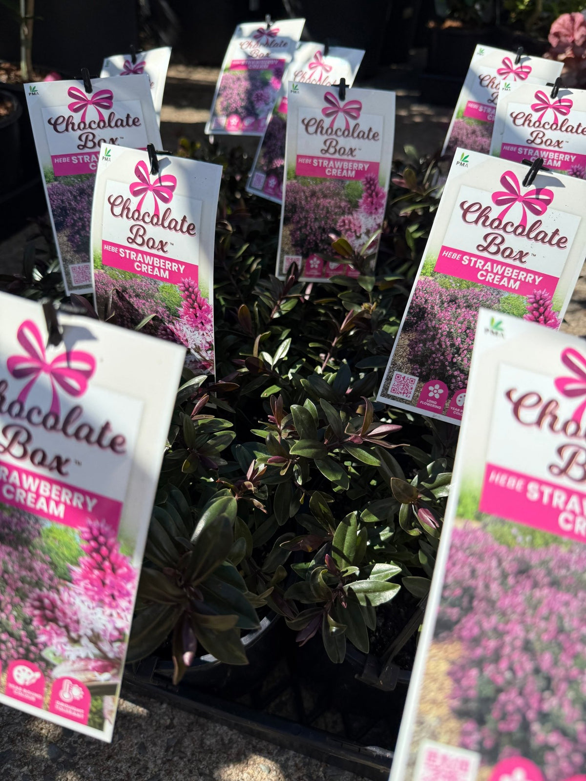 Hebe Chocolate Box 'Strawberry Cream' - Ladybird Nursery