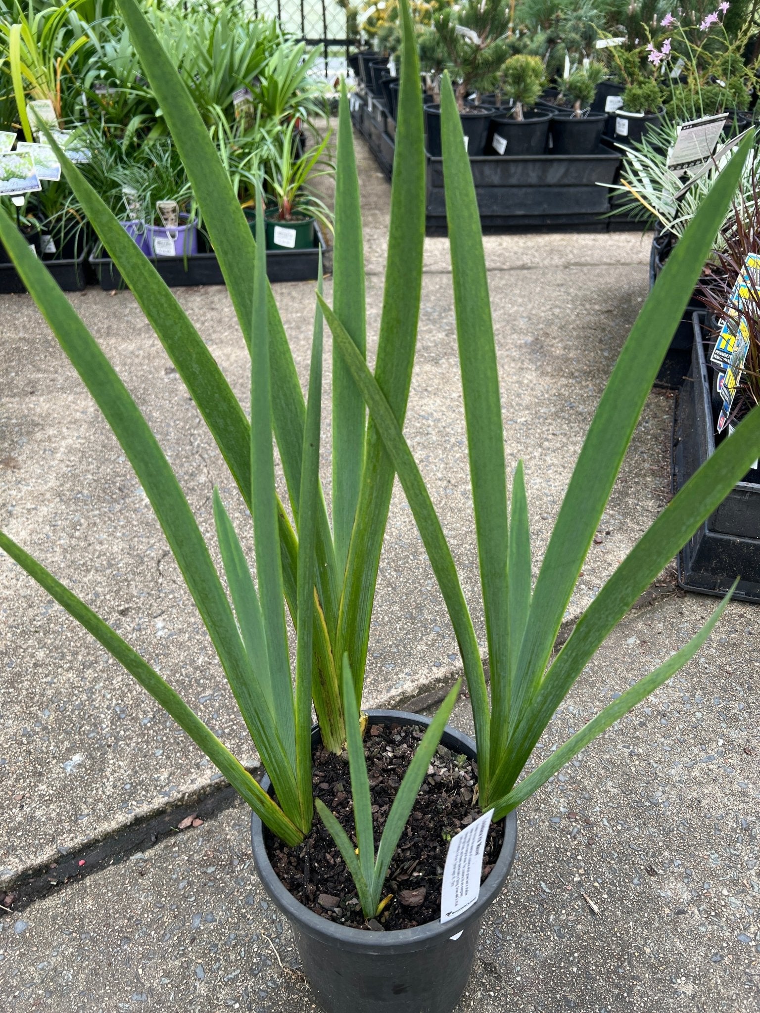 Louisiana Iris 'Mauve' - Ladybird Nursery