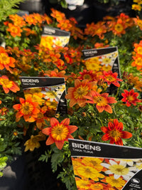 Bidens 'Blazing Embers' - Ladybird Nursery