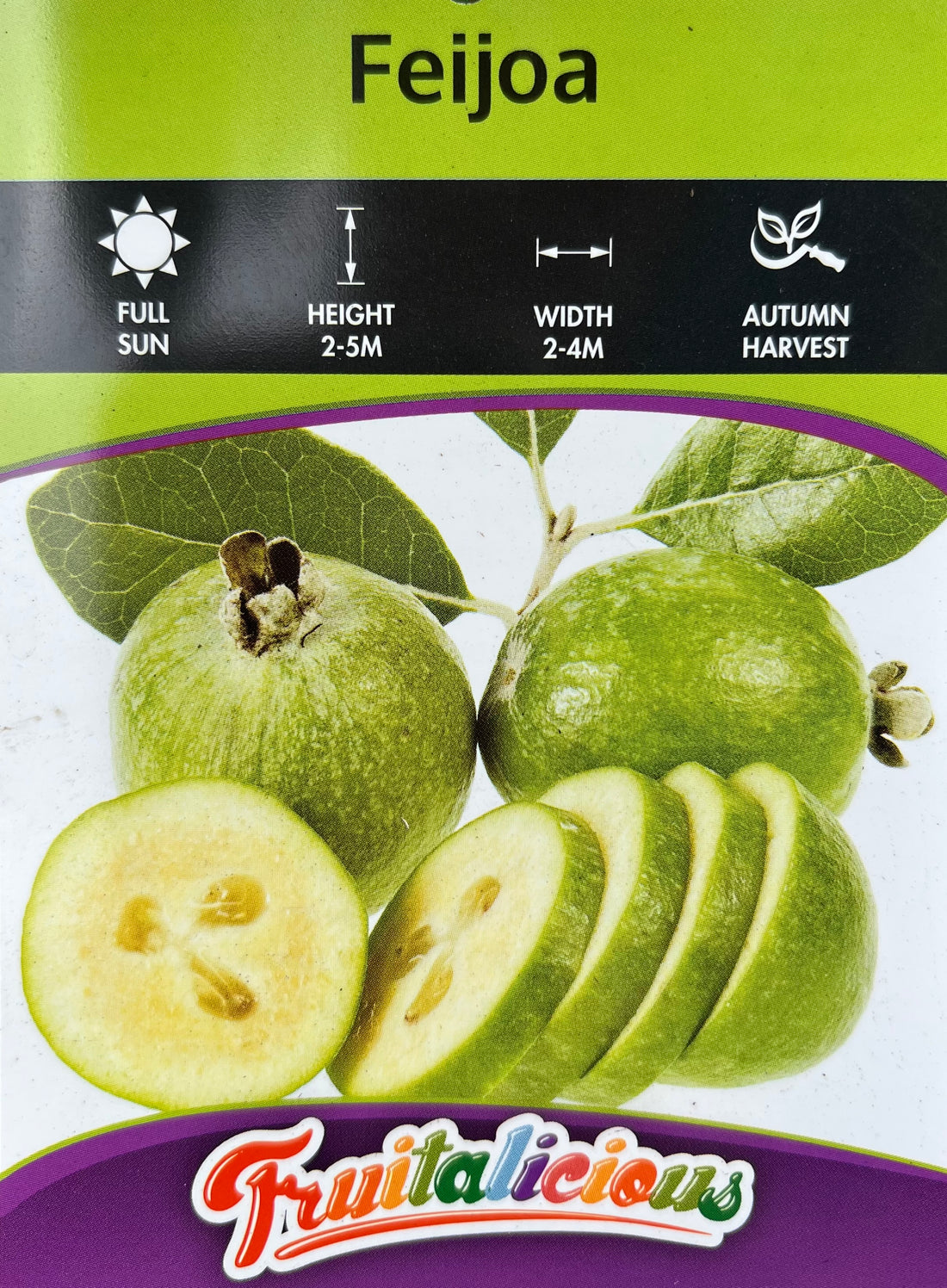 Feijoa - Large