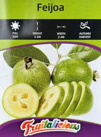 Feijoa - Large