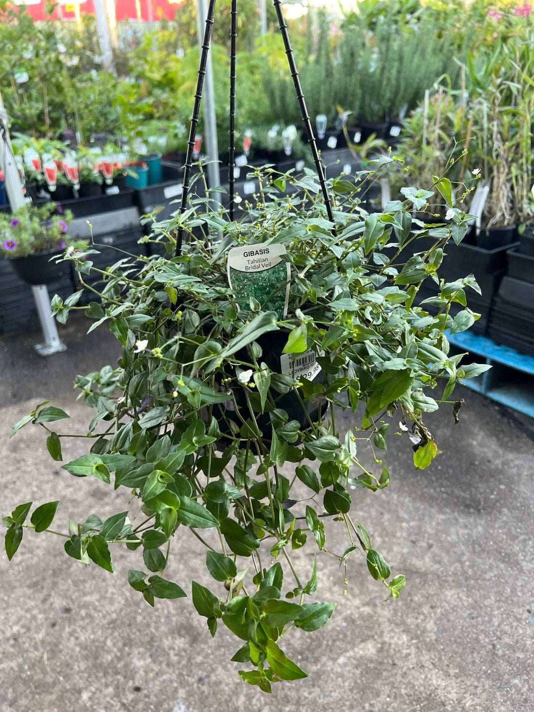 (Gibasis geniculata) ‘Tahitian Bridal Veil’ hanging basket - Ladybird Nursery