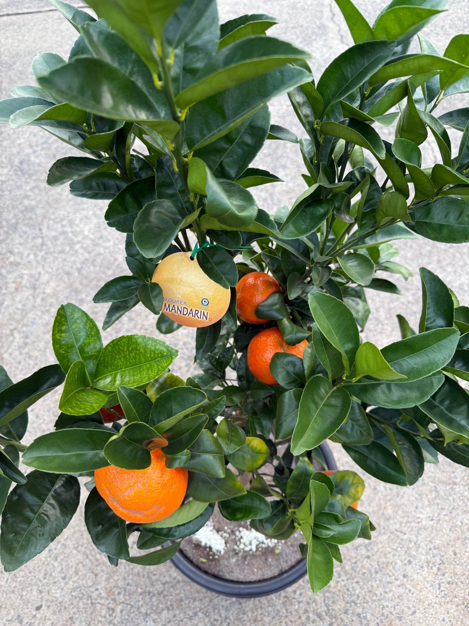 Mandarin Afourer 400mm PICKUP ONLY - Ladybird Nursery