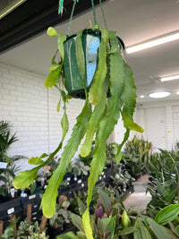Jungle Cactus 'Sea Dragon' - Ladybird Nursery
