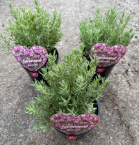 Lavender 'Loveheart' (Lavandula) - Ladybird Nursery