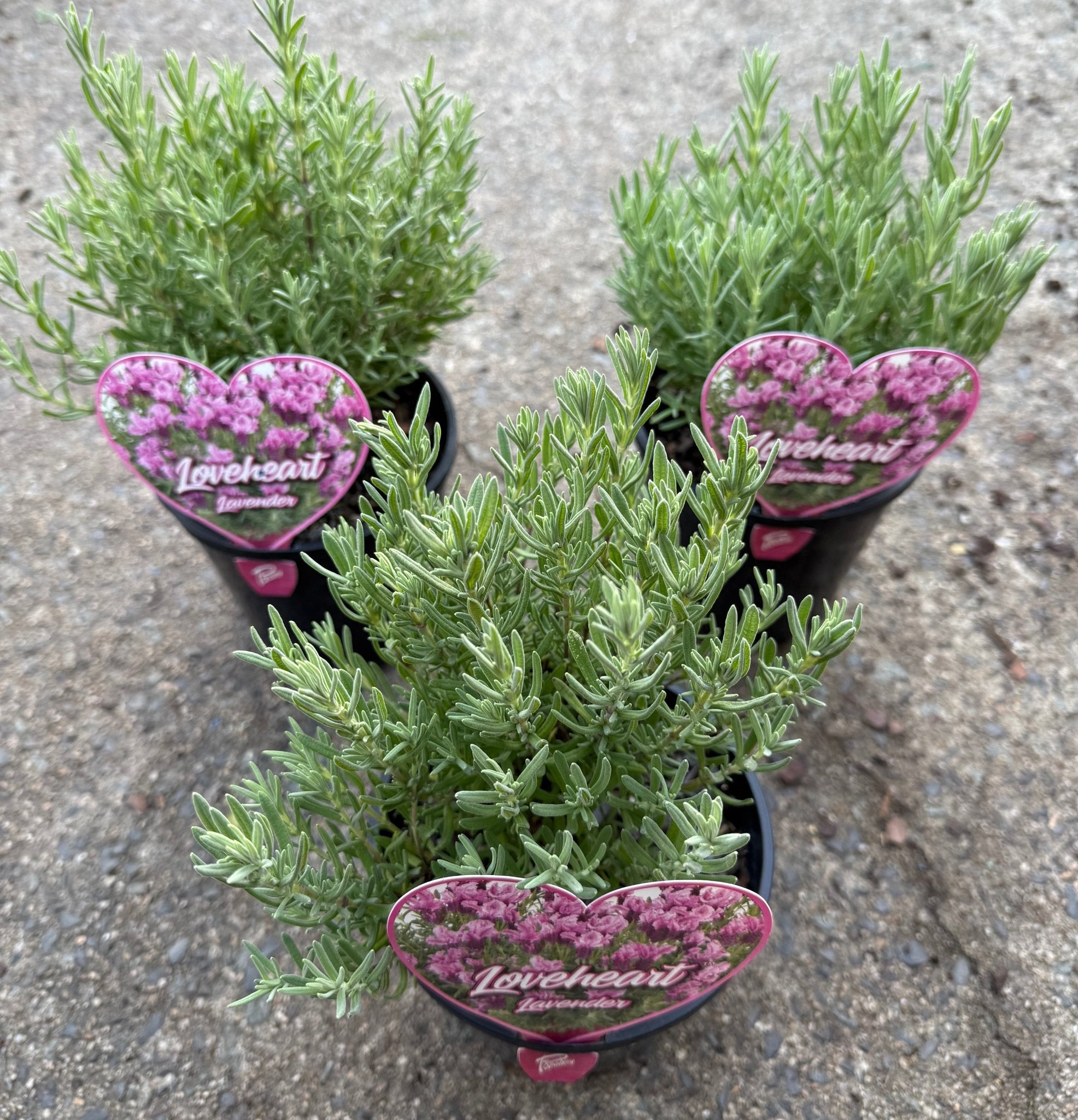 Lavender 'Loveheart' (Lavandula) - Ladybird Nursery