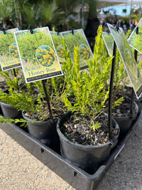 Acacia 'Honey Bun' (Acacia howittii) - Ladybird Nursery