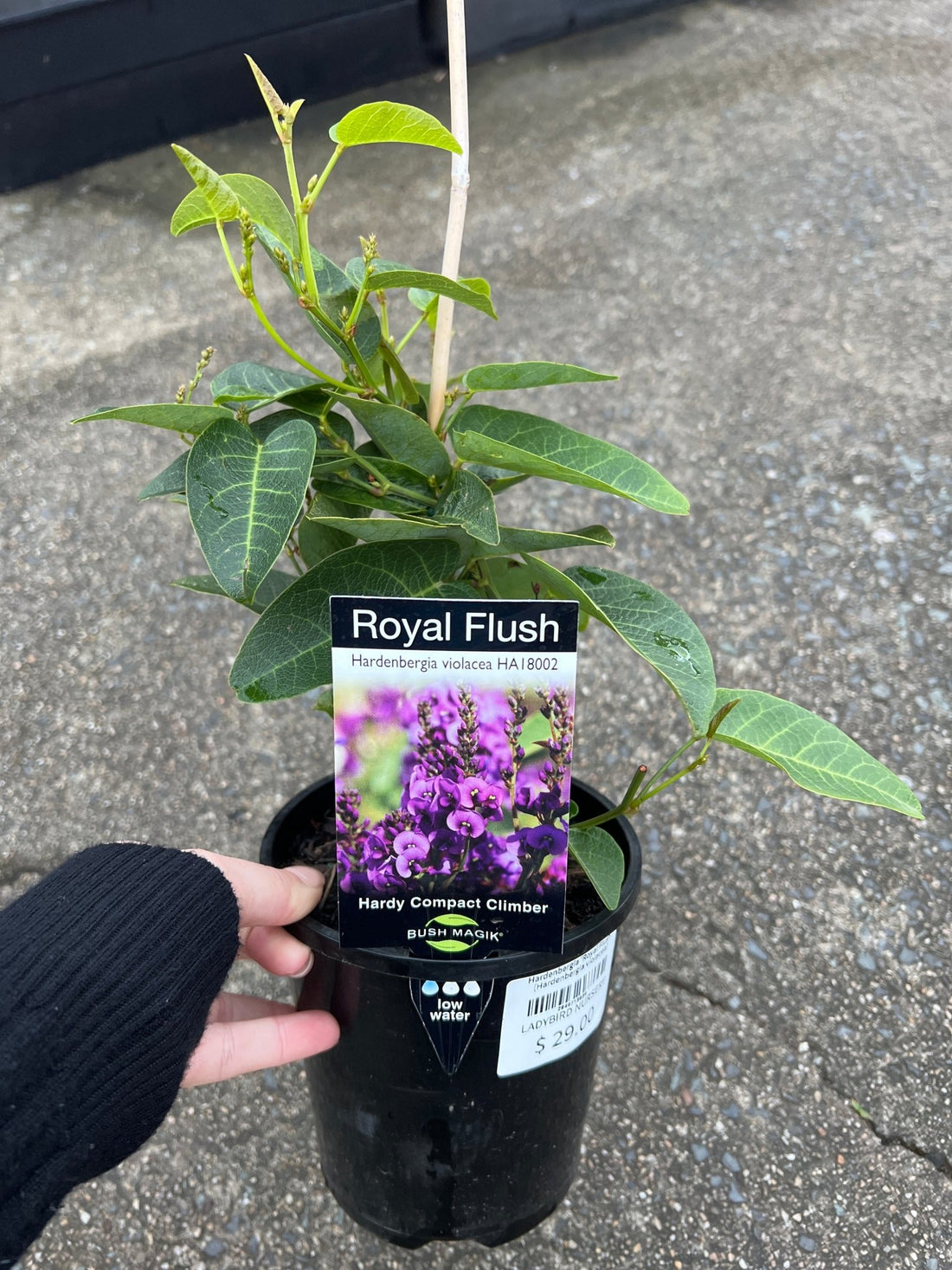 Hardenbergia 'Royal Flush' (Hardenbergia violacea) - Ladybird Nursery