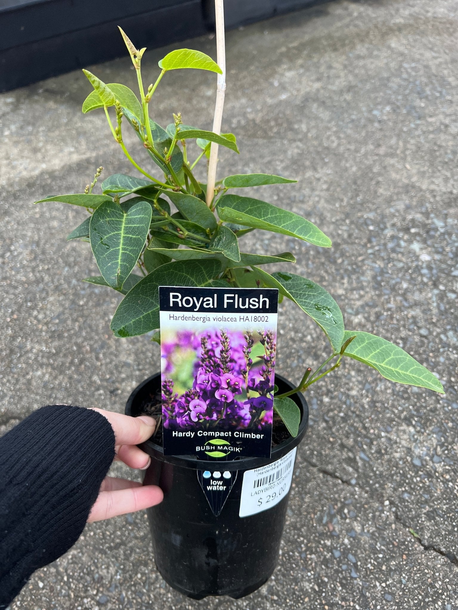 Hardenbergia 'Royal Flush' (Hardenbergia violacea) - Ladybird Nursery