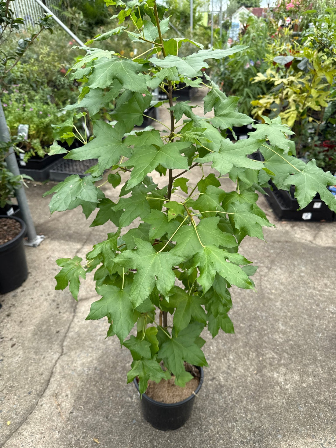 Liquid Amber (Liquidambar styraciflua) - 200mm Pot - Ladybird Nursery