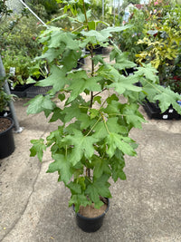 Liquid Amber (Liquidambar styraciflua) - 200mm Pot - Ladybird Nursery