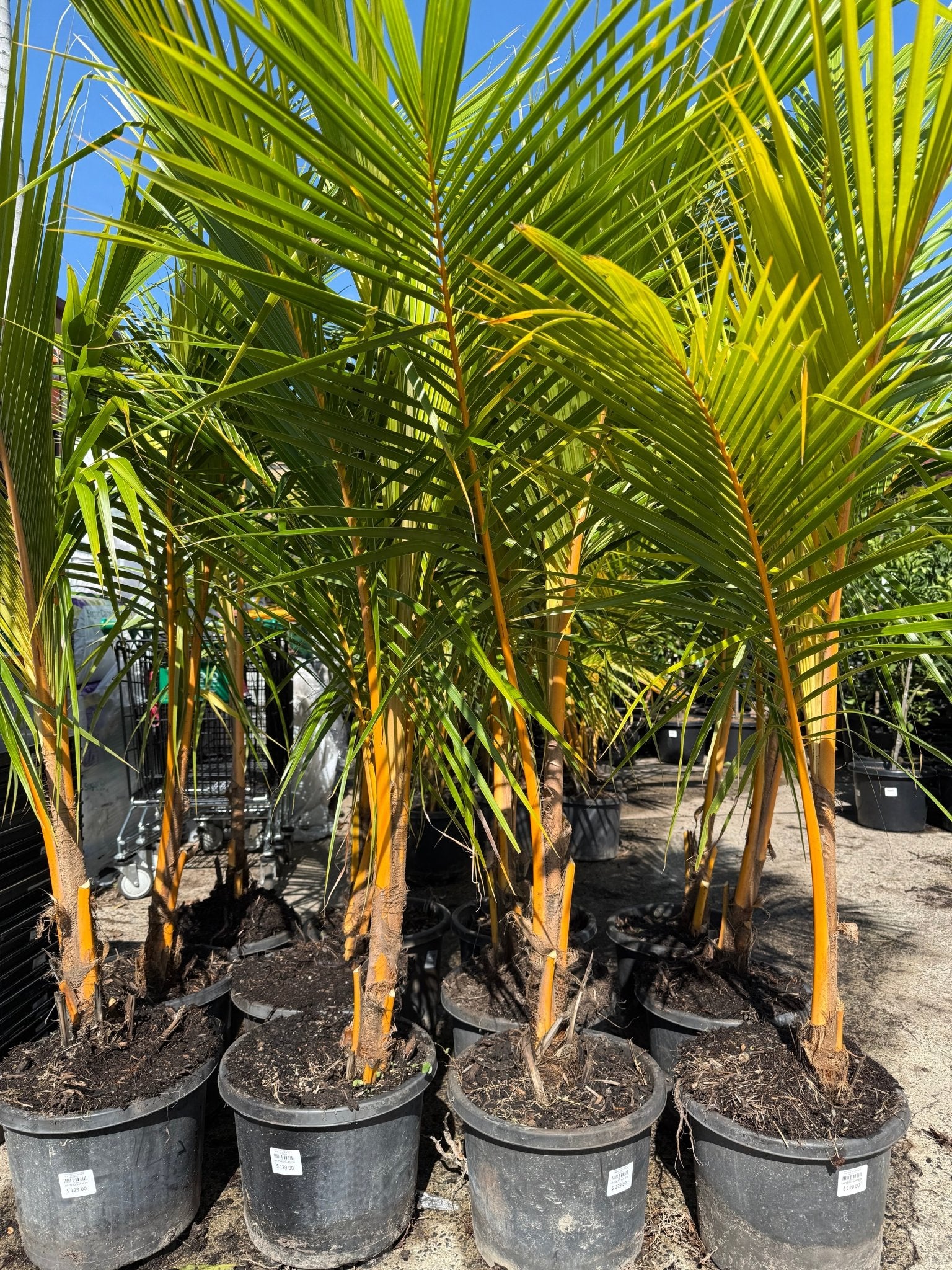 Malay Dwarf Gold Coconut Large Size (PICKUP ONLY) 300/330mm - Ladybird Nursery