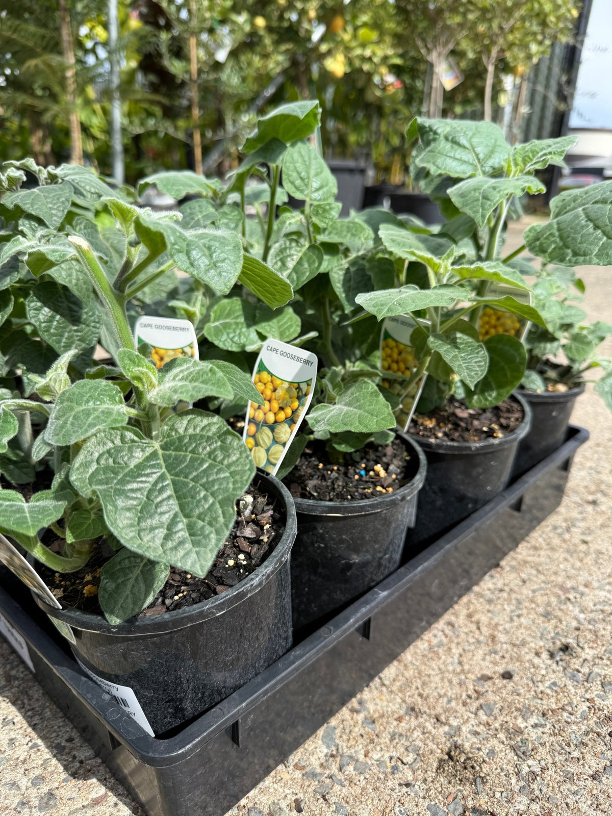 Cape Gooseberry (Incaberry) - Ladybird Nursery