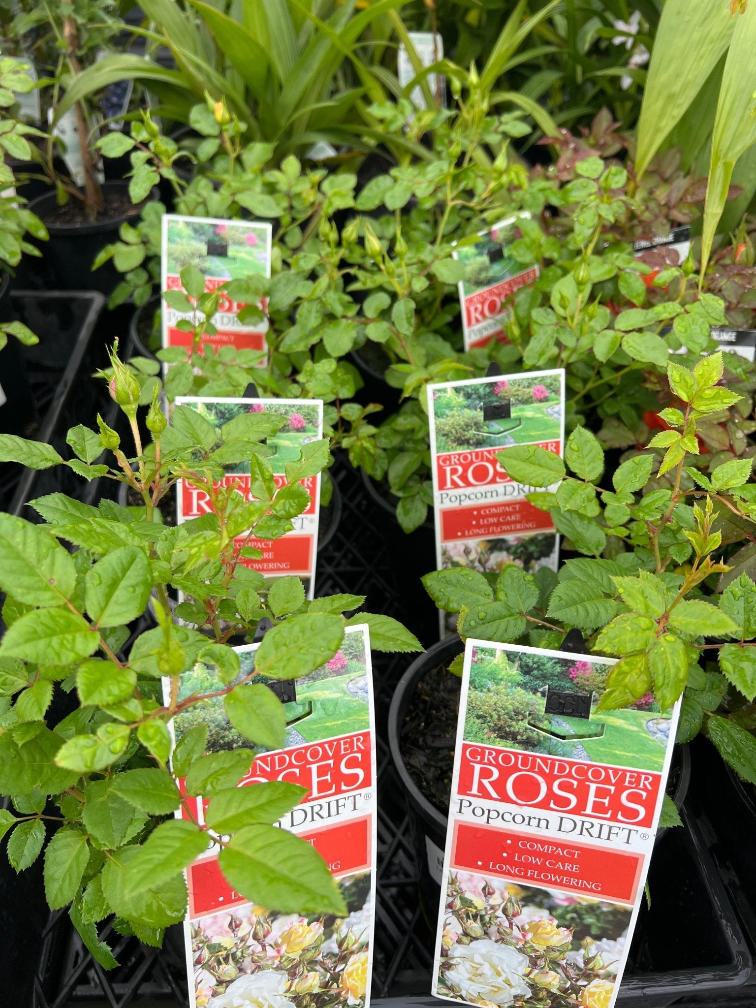 Rose DRIFT® Popcorn (Rosa) - Ladybird Nursery