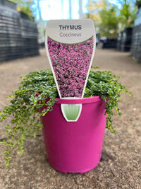 Creeping Thyme (Thymus serpyllum) - Ladybird Nursery