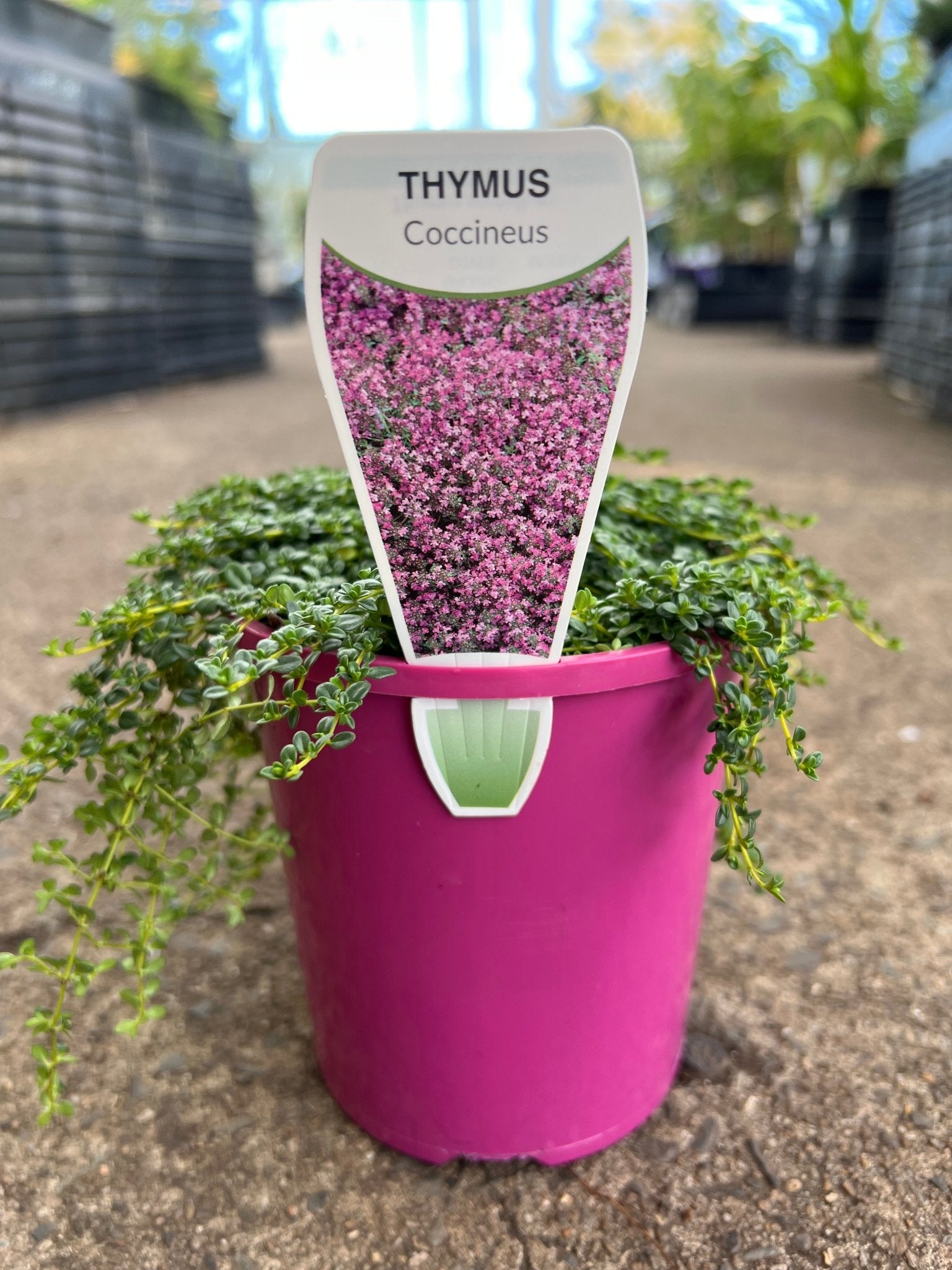 Creeping Thyme (Thymus serpyllum) - Ladybird Nursery