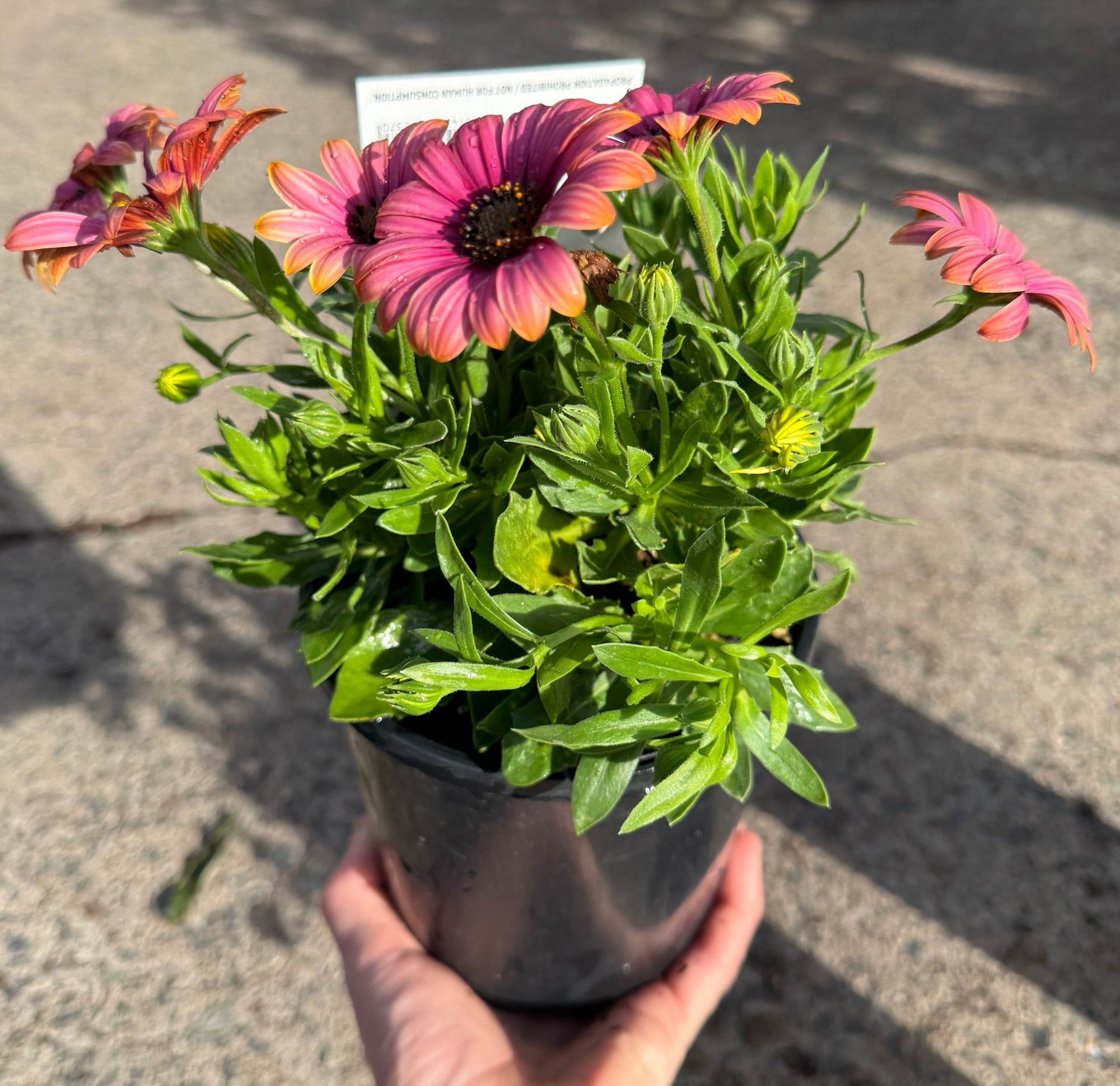 African Daisy 'Copper Amethyst' (Osteospermum) - Ladybird Nursery