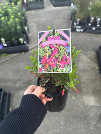Emu Bush ‘Pink Passion’ (Eremophila maculata) - Ladybird Nursery