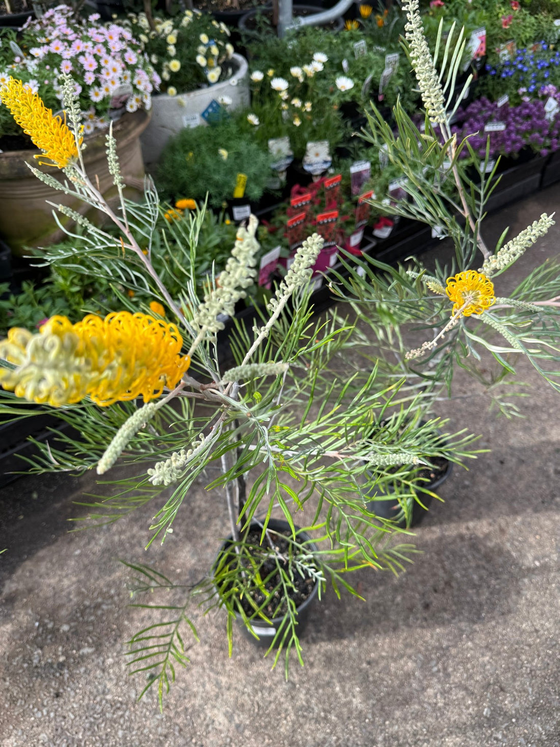 Grevillea 'Bush Lemons' - Large - Ladybird Nursery