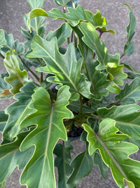 Philodendron 'Xanadu' - Large - Ladybird Nursery