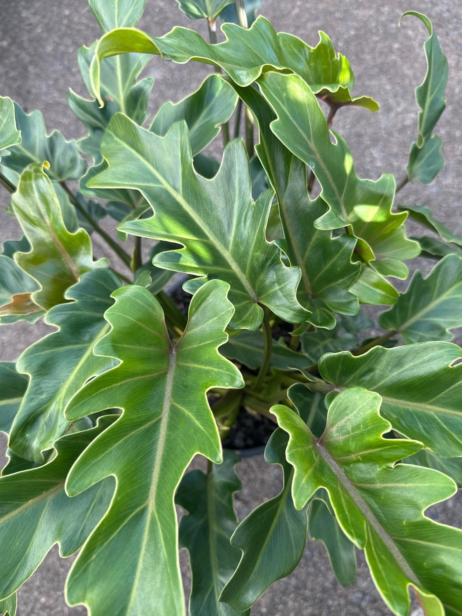 Philodendron 'Xanadu' - Large - Ladybird Nursery