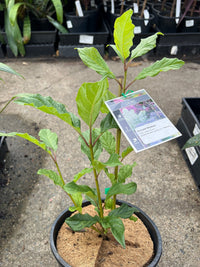 Donald Wyman 'Lilac' (Syringa vulgaris) - Ladybird Nursery