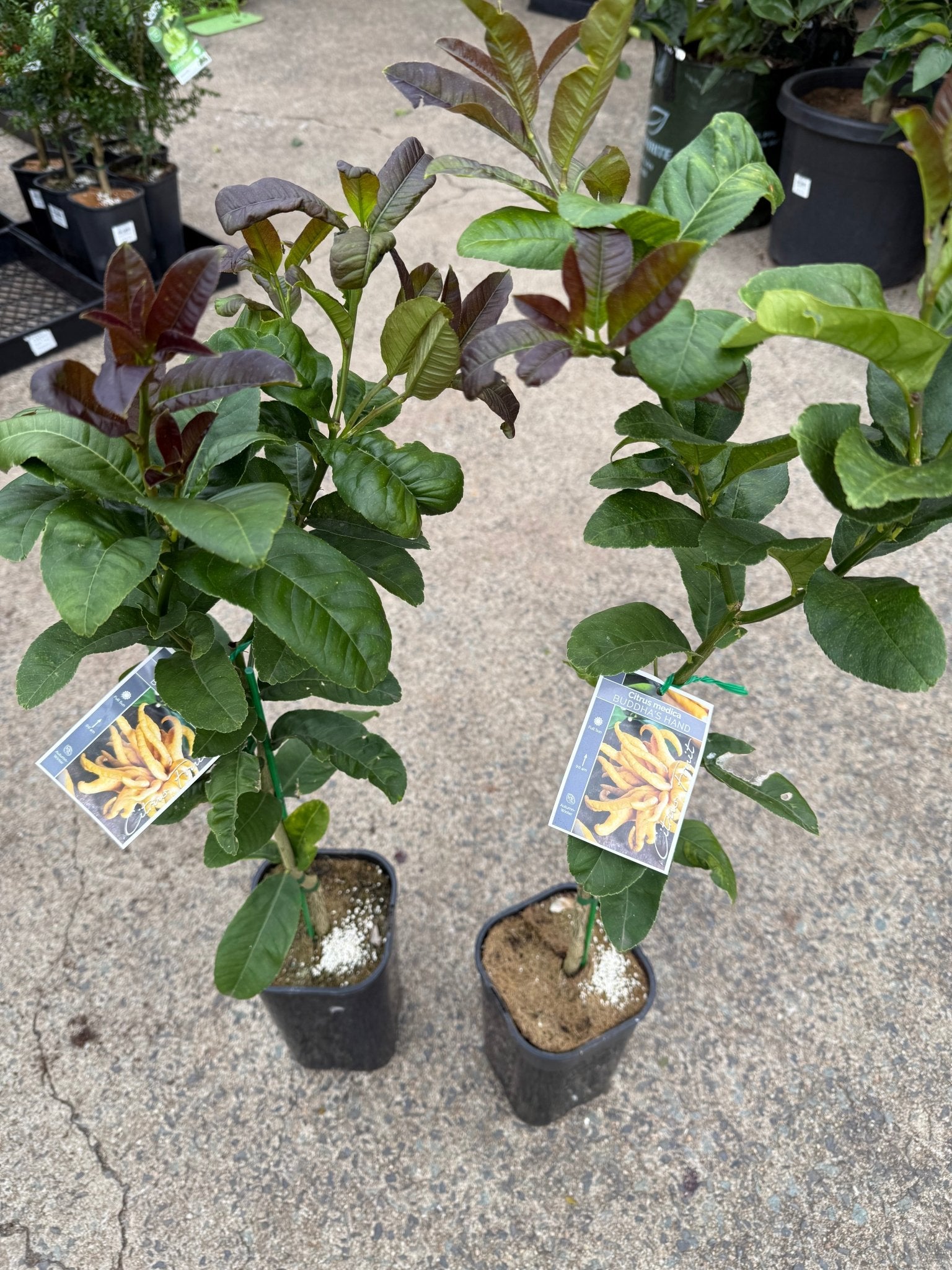 Citron Buddhas Hand (QLD Only) - Ladybird Nursery