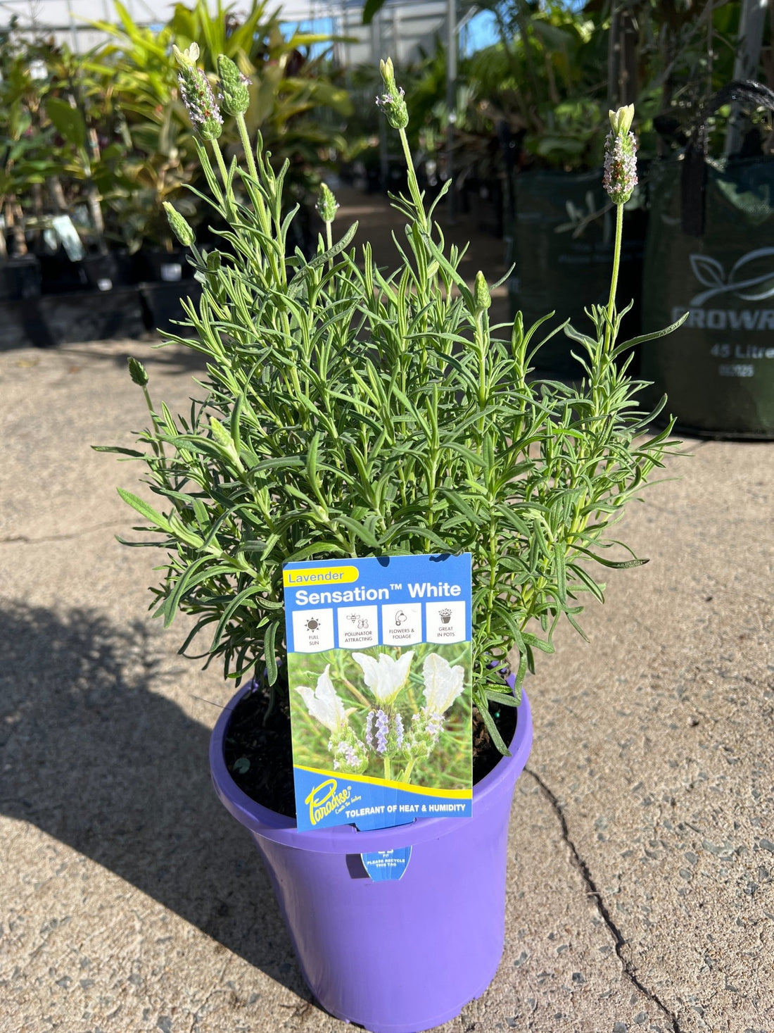 Lavender 'Sensation White' (Lavandula pedunculata) - Large - Ladybird Nursery
