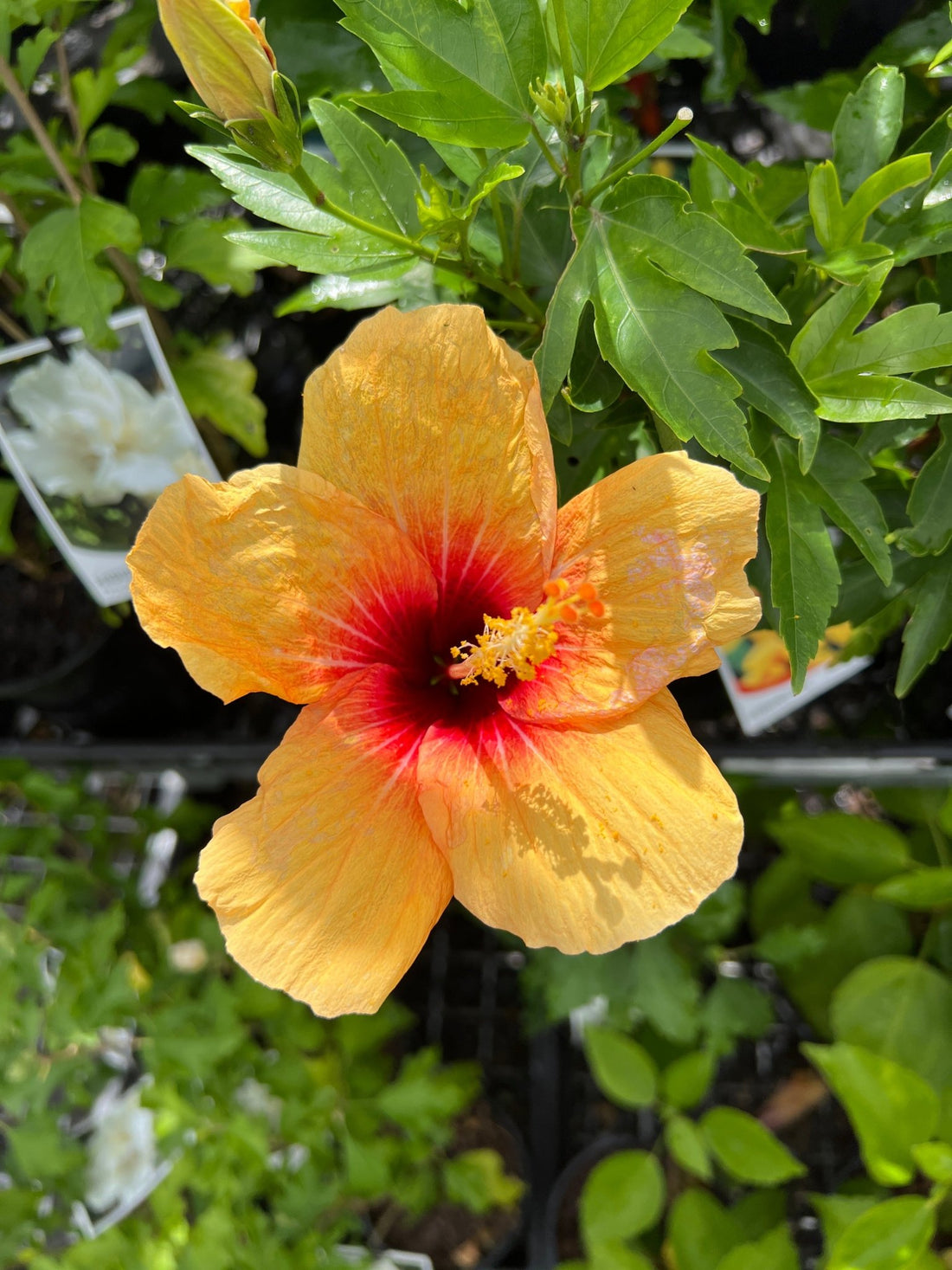Hibiscus 'Cuban' - Ladybird Nursery