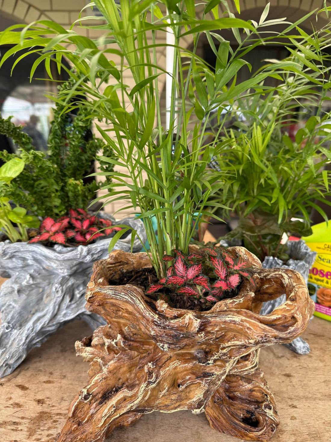 Multi Planted Log Planter (Assorted Indoor Plants) - Ladybird Nursery