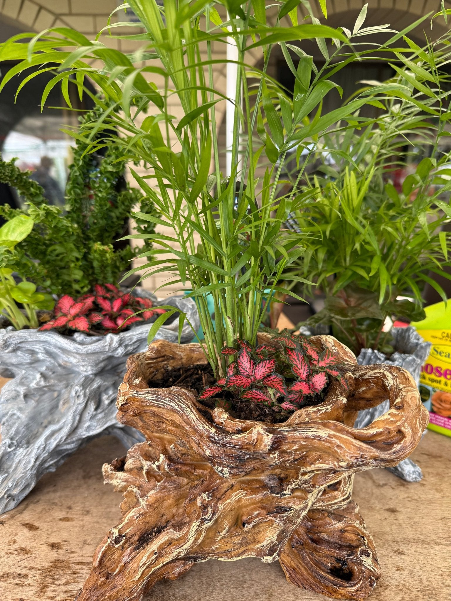 Multi Planted Log Planter (Assorted Indoor Plants) - Ladybird Nursery