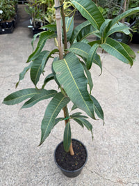 Dwarf Mango 'Alphonso' - Large (PICK UP ONLY) - Ladybird Nursery