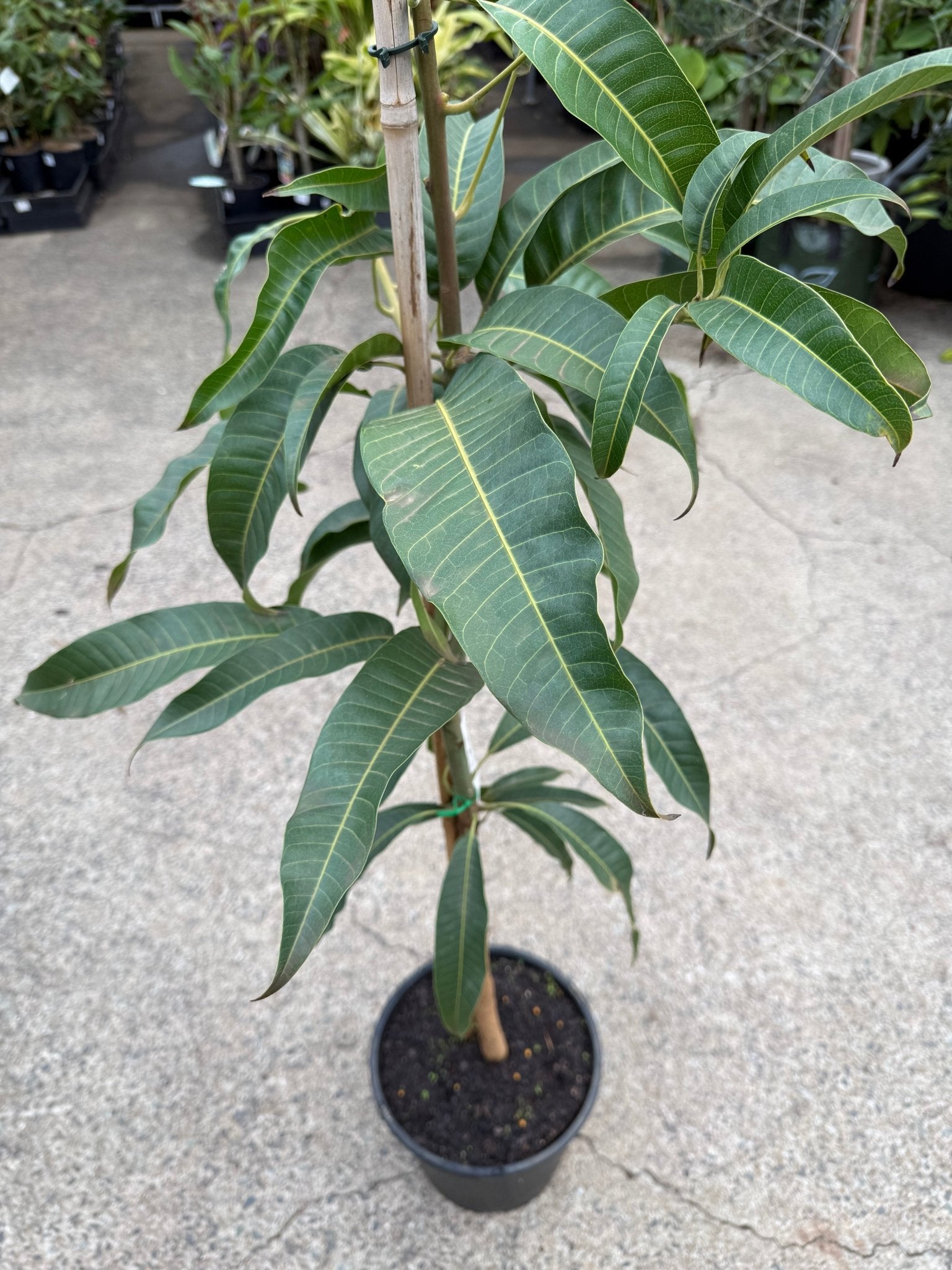 Dwarf Mango 'Alphonso' - Large (PICK UP ONLY) - Ladybird Nursery
