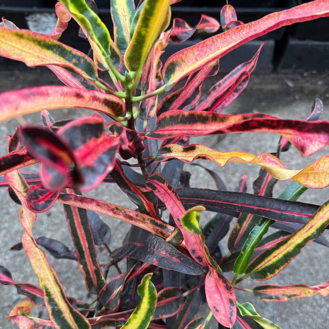 Croton 'Zanzibar' - Ladybird Nursery